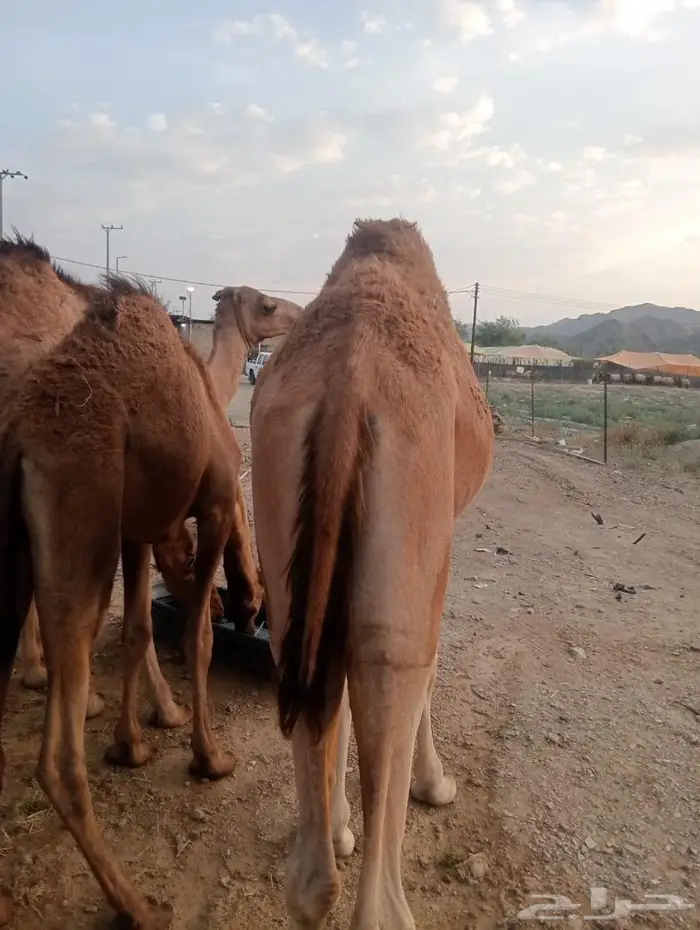 جودة المواشي   رضا الزبون   ربحك مضمون 2