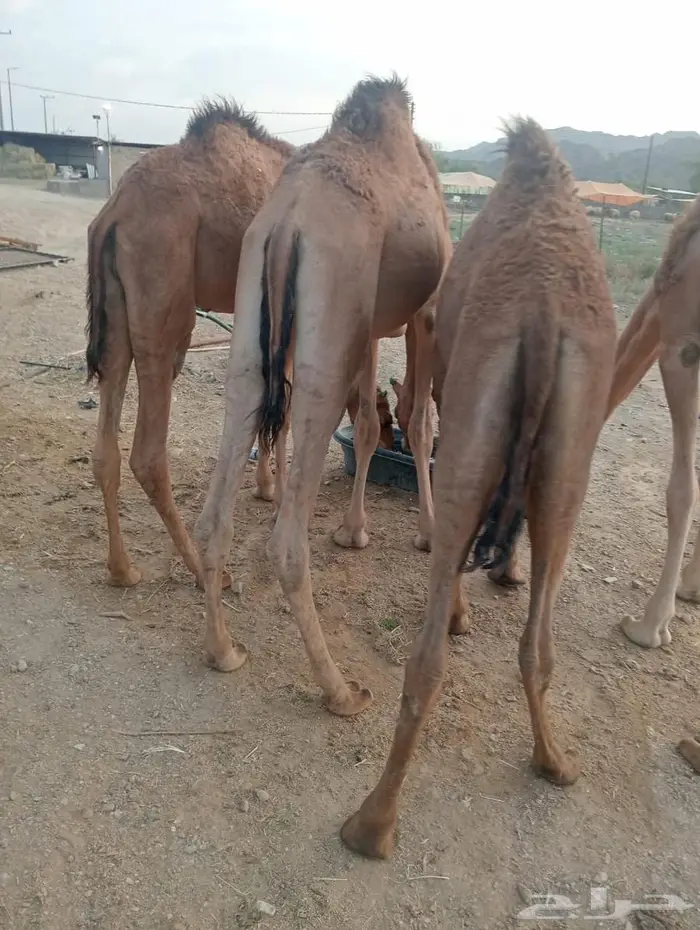 جودة المواشي   رضا الزبون   ربحك مضمون 8