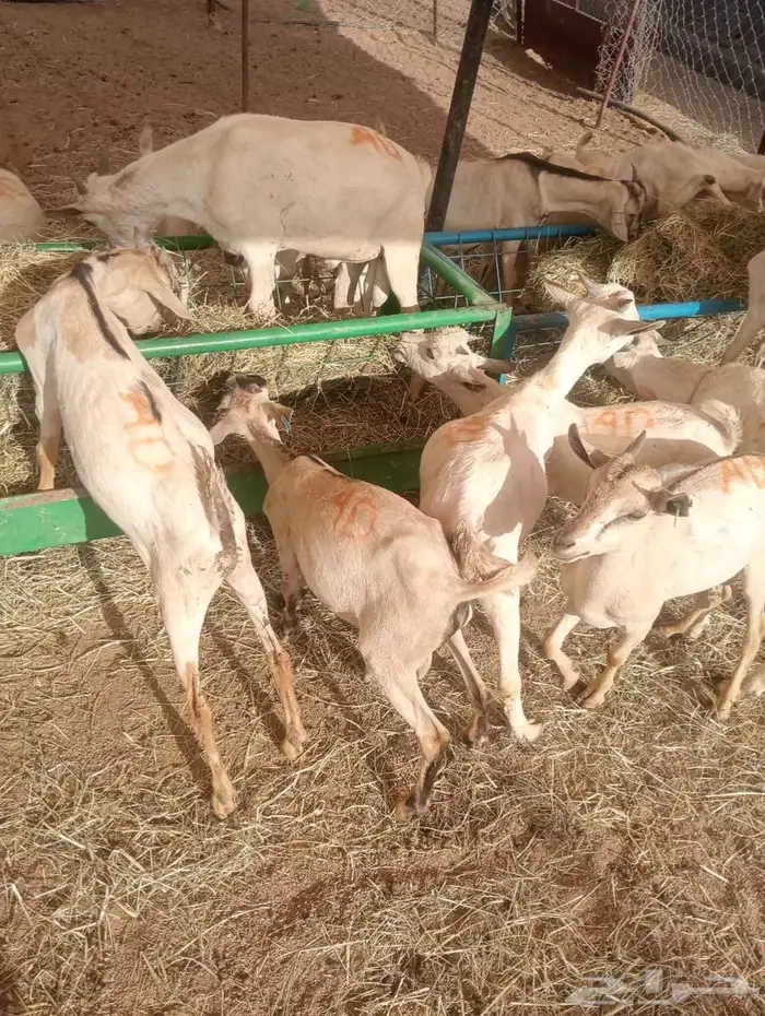 جملة المواشي.. وفر واربح مع مزارع ابو احمد 0