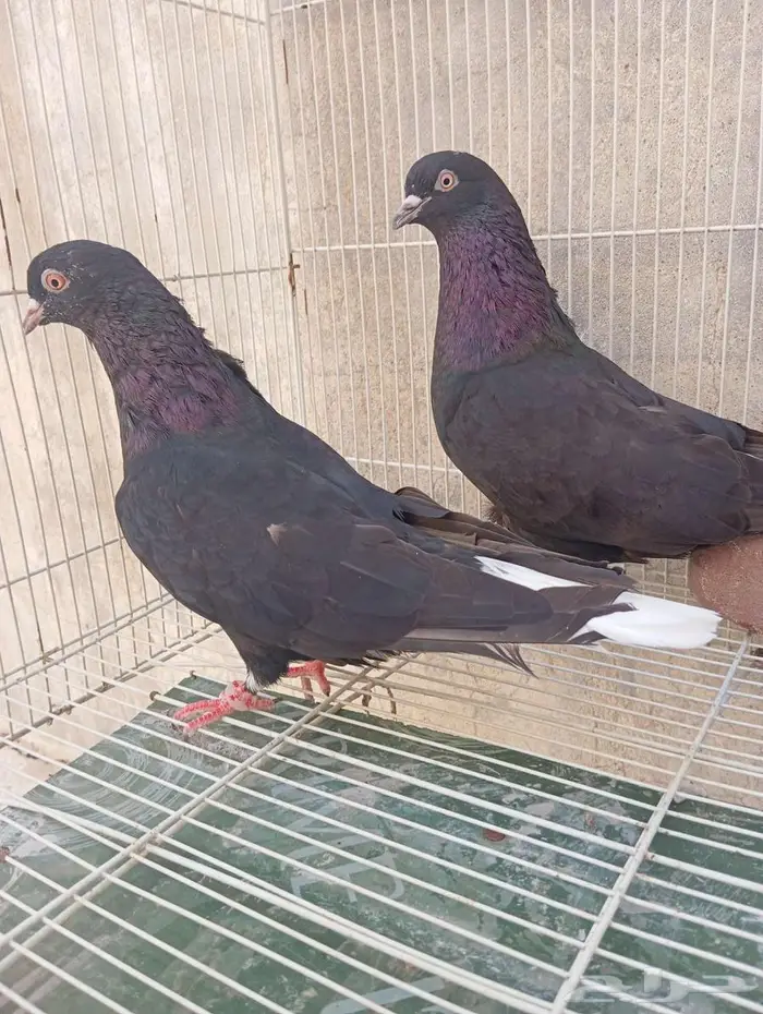 حمام قطيفي 2