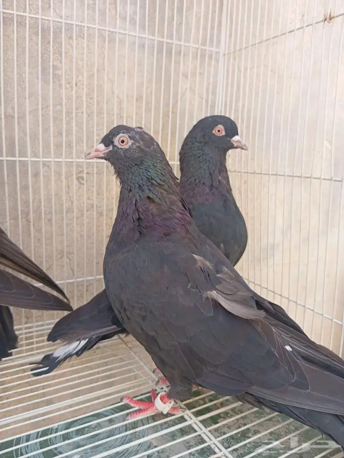 حمام قطيفي 1