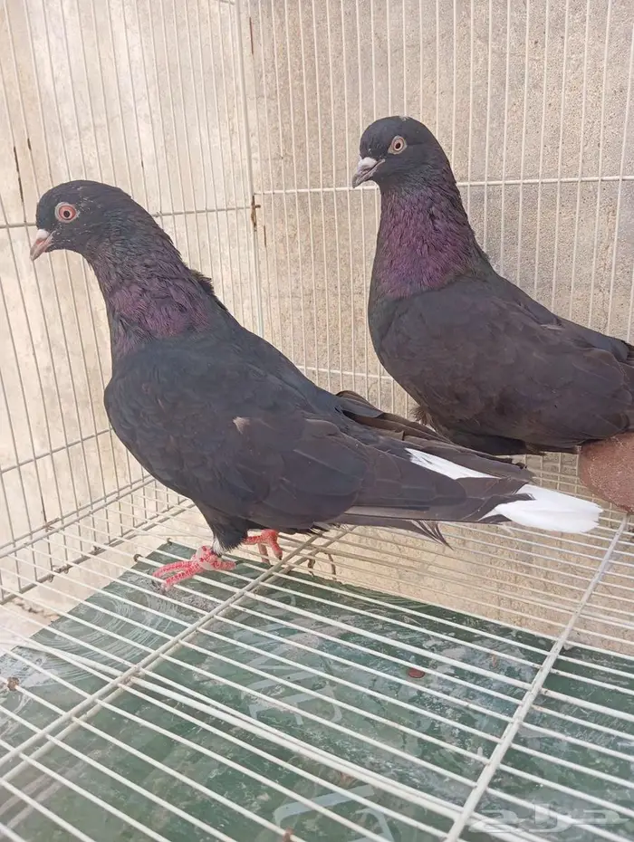 حمام قطيفي 3