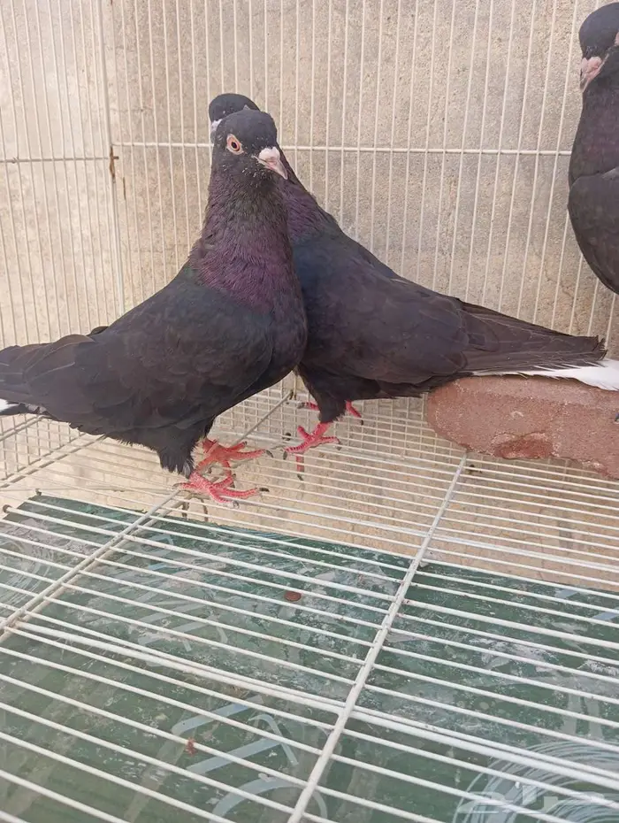 حمام قطيفي 4