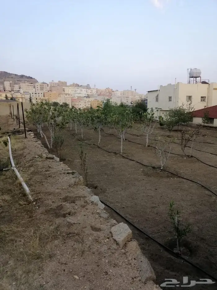 أرض للبيع بصك زراعي في أبها   حي الوصايف 14