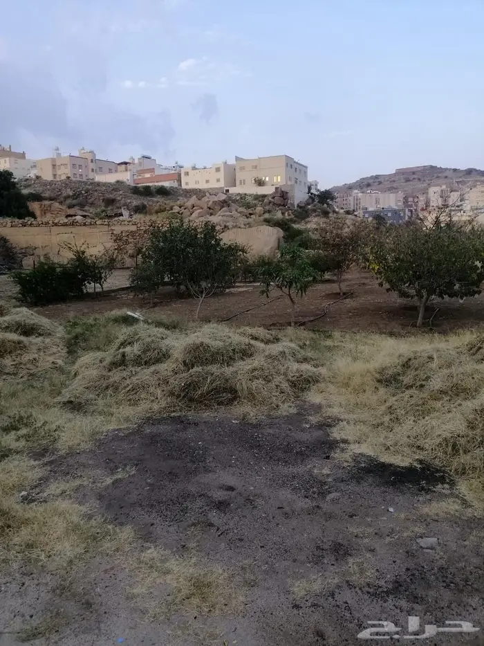 أرض للبيع بصك زراعي في أبها   حي الوصايف 15