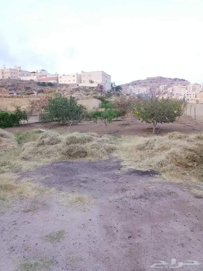 أرض للبيع بصك زراعي في أبها   حي الوصايف 18