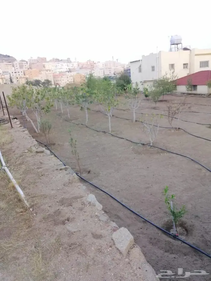 أرض للبيع بصك زراعي في أبها   حي الوصايف 23