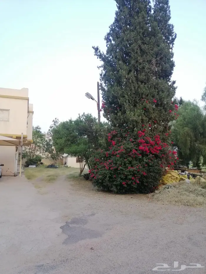 أرض للبيع بصك زراعي في أبها   حي الوصايف 22