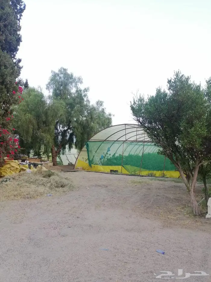 أرض للبيع بصك زراعي في أبها   حي الوصايف 27