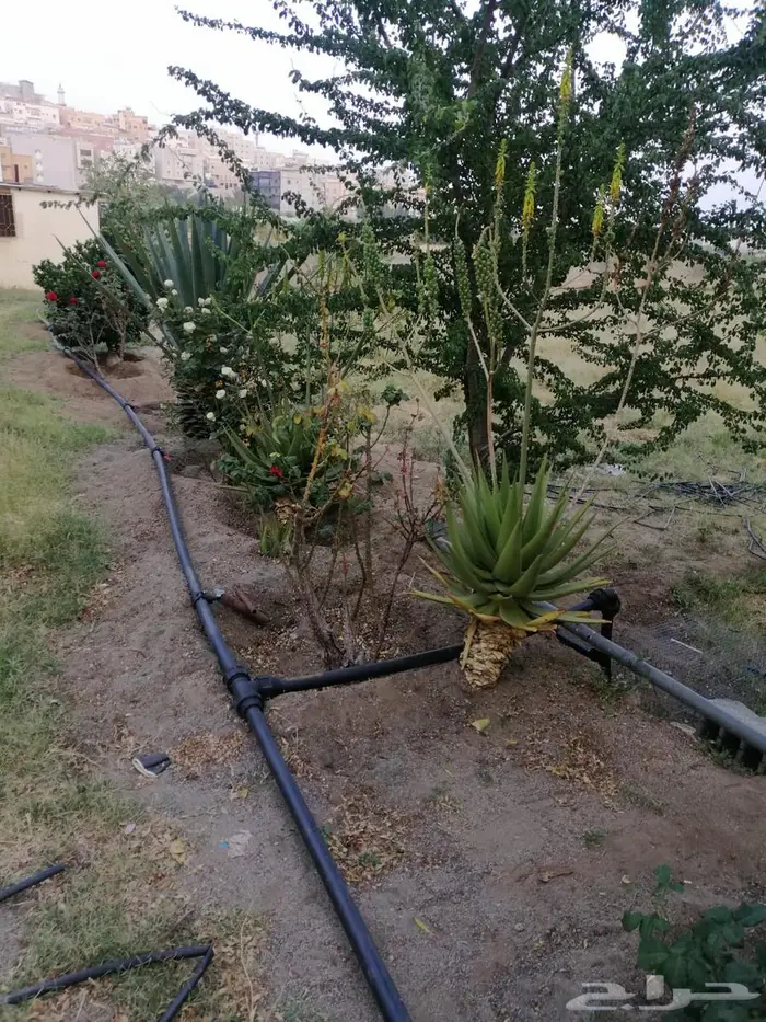 أرض للبيع بصك زراعي في أبها   حي الوصايف 32
