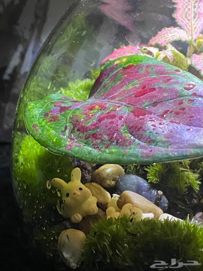 تيراريوم نباتات طبيعية بالكامل داخل زجاج ديكور أنيق هدية 3