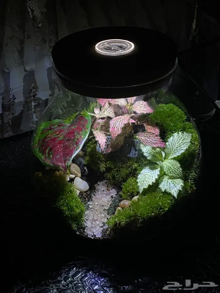 تيراريوم نباتات طبيعية بالكامل داخل زجاج ديكور أنيق هدية 1