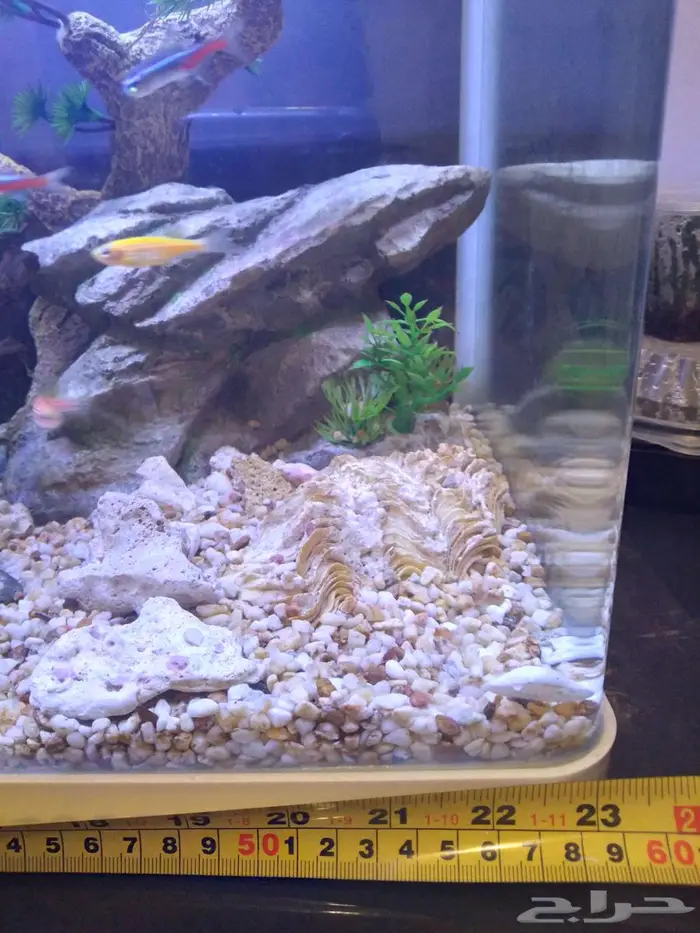 حوض سمك حجم كبير fish aquarium 3