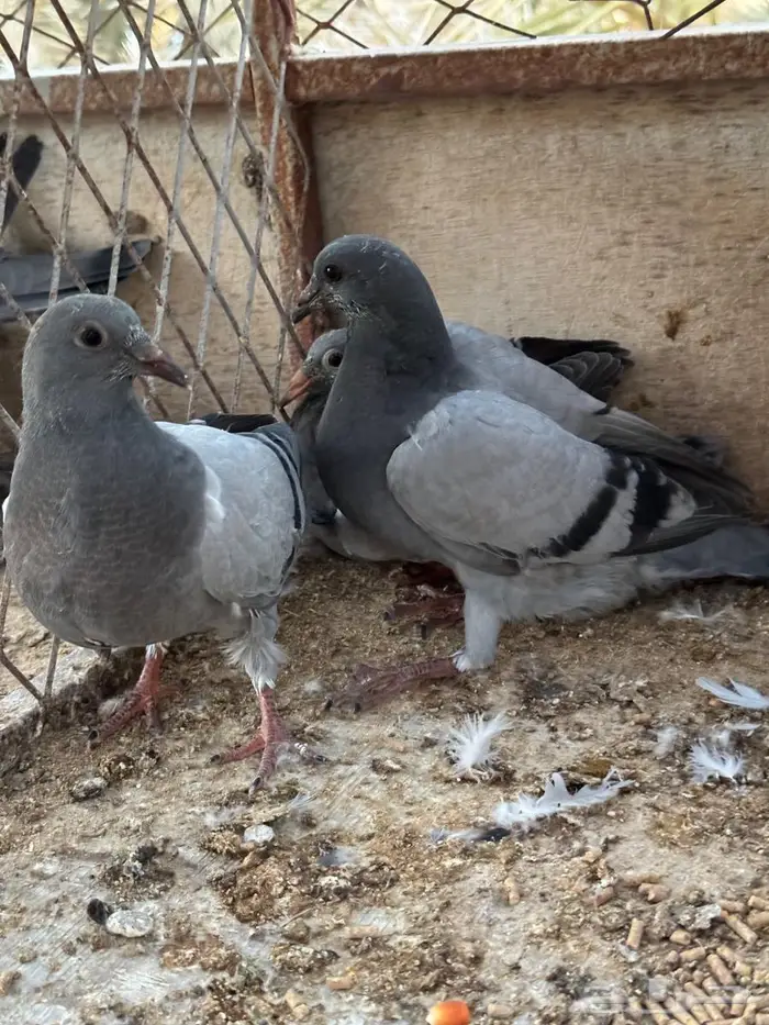 فراخة زاجل 4