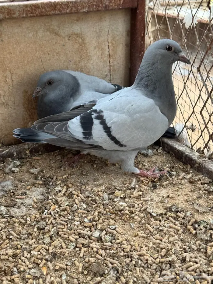 فراخة زاجل 7