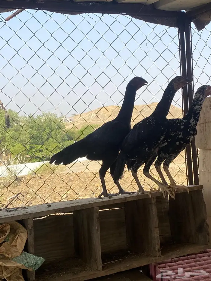 تم البيع 3