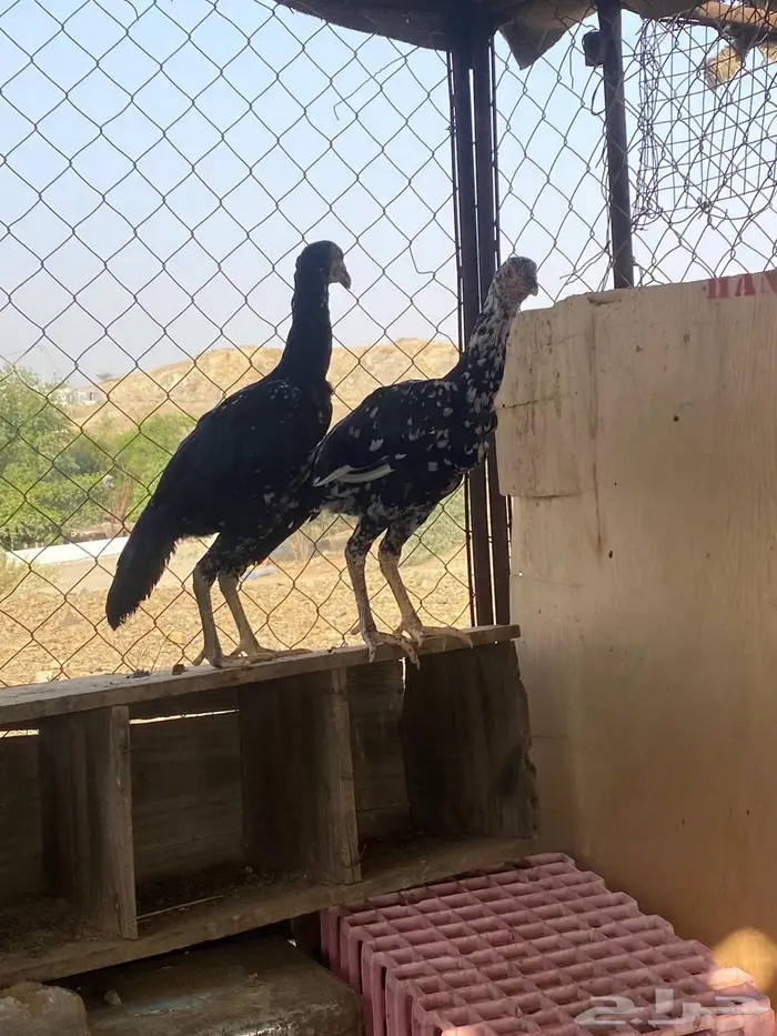 تم البيع 6