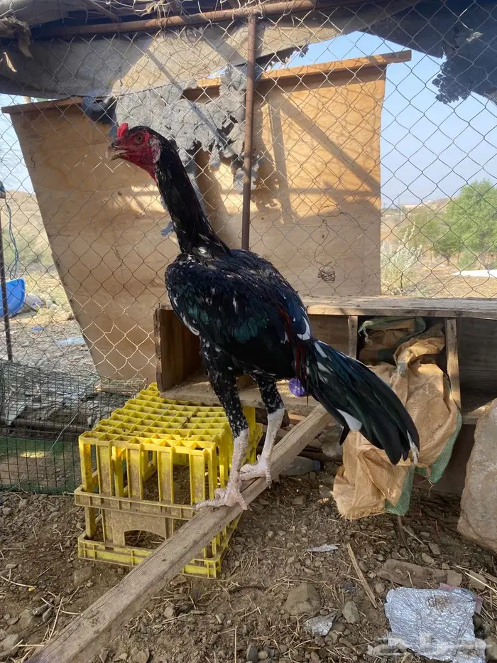تم البيع 7
