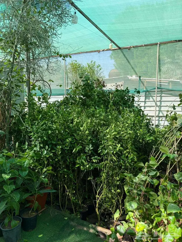 شتلات مثمره مشتل ابوعبدالله . الحليله 14