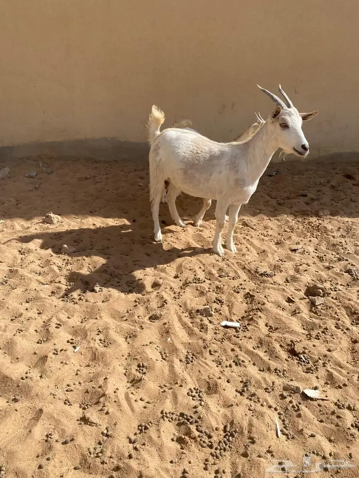 عنزللبيع مضرع لها تقريبا ثلاث شهور ونص من فحل قزم 0