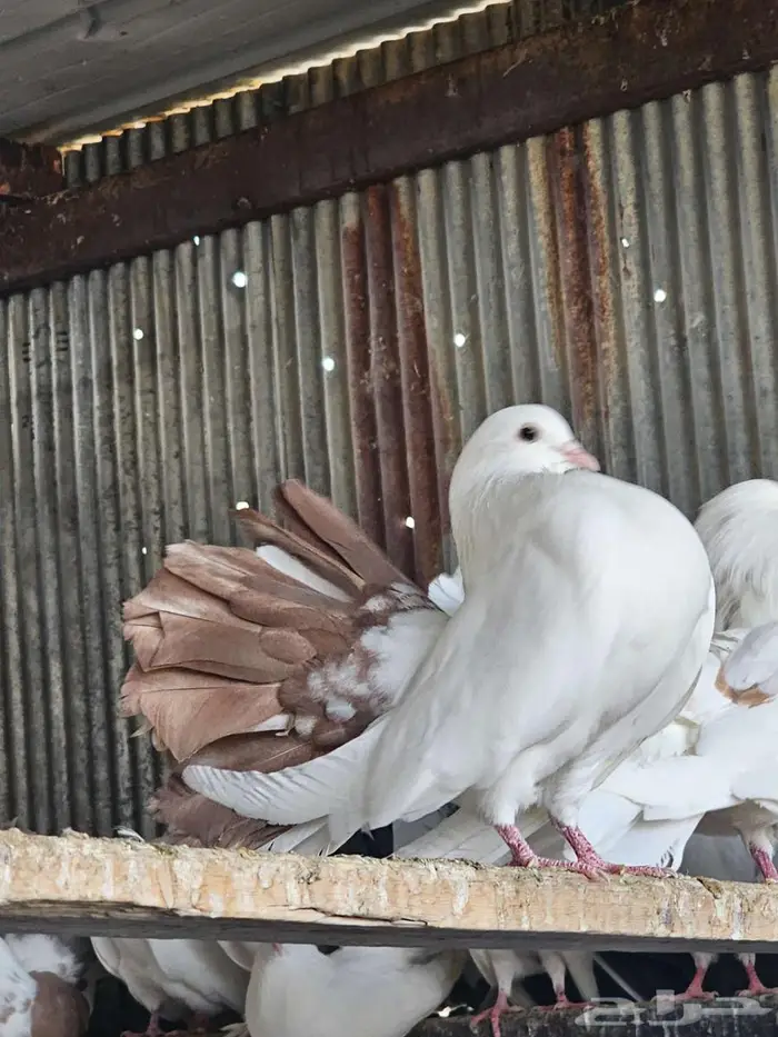 حمام رقاص هولندي 5