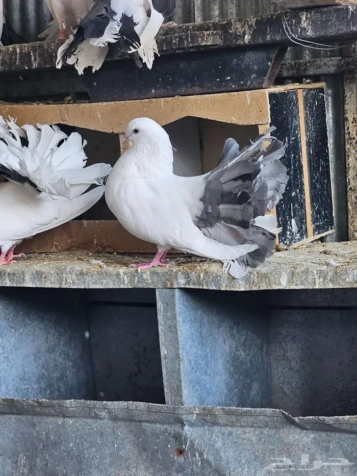 حمام رقاص هولندي 7