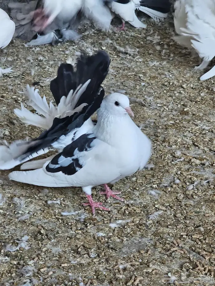 حمام رقاص هولندي 2