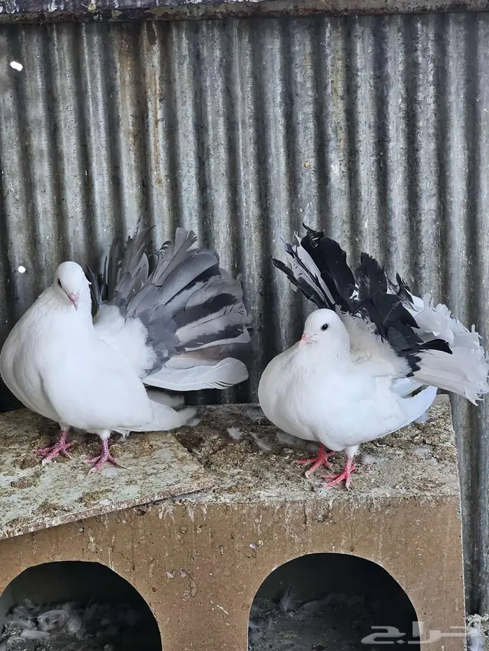 حمام رقاص هولندي 4