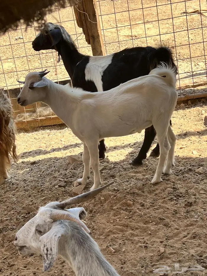 اثنين تيوس بيشيه ذبايح 7