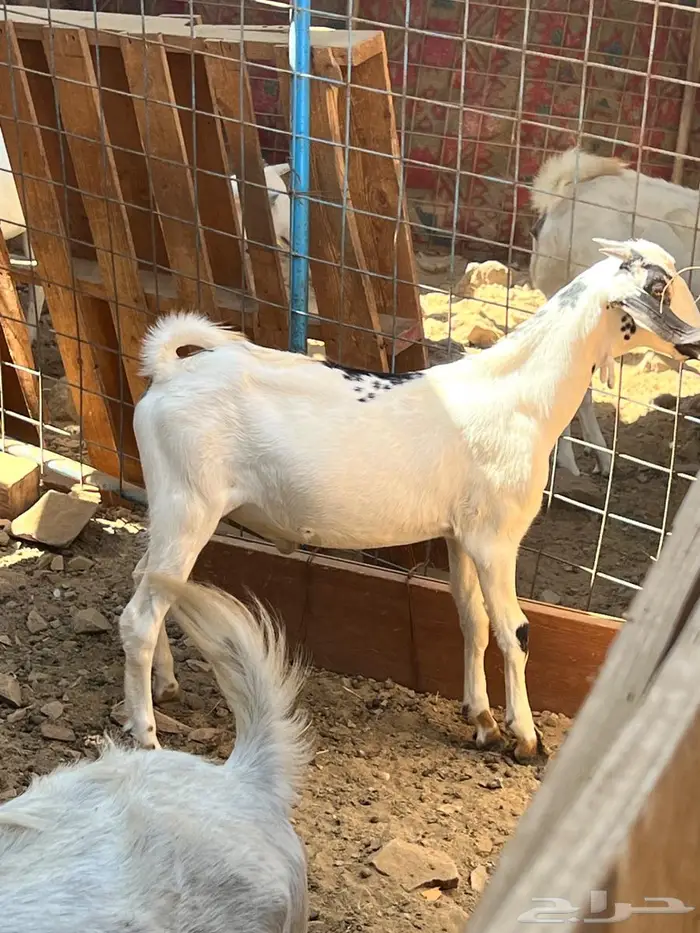 اثنين تيوس بيشيه ذبايح 3