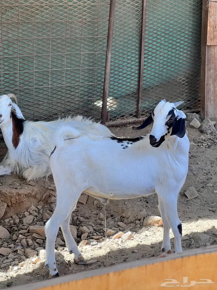 اثنين تيوس بيشيه ذبايح 8