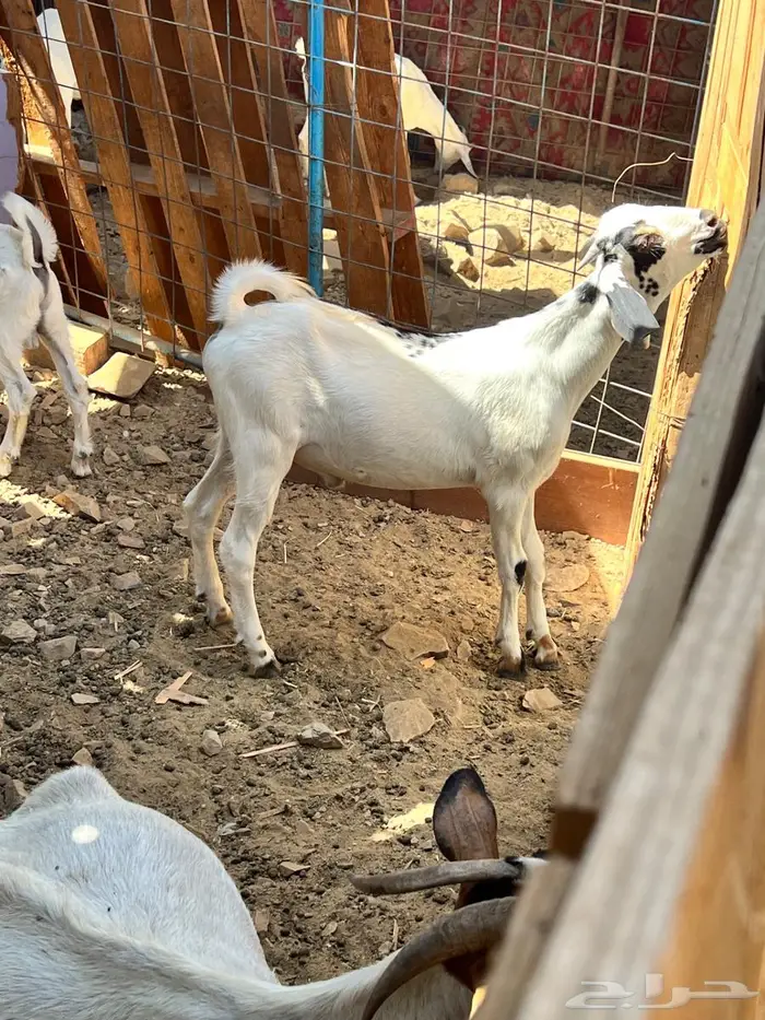 اثنين تيوس بيشيه ذبايح 5