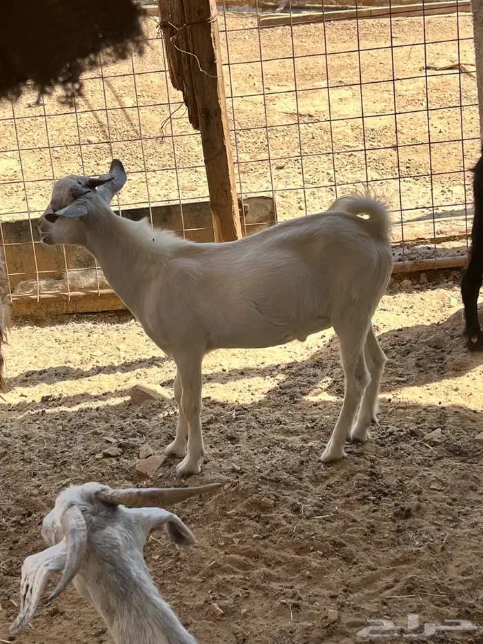 اثنين تيوس بيشيه ذبايح 6