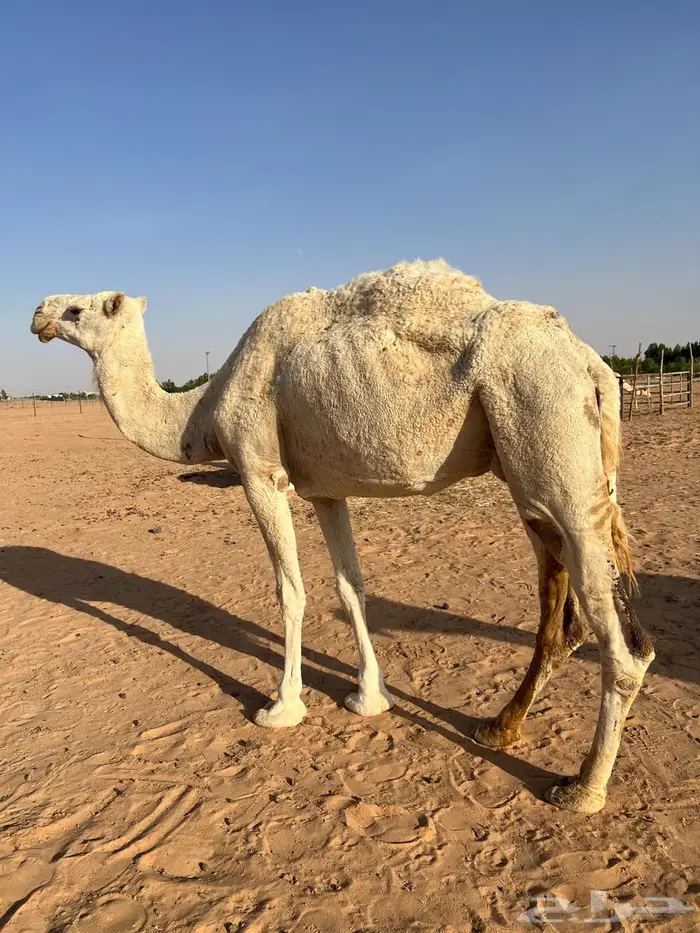 ناقه فاطر 2