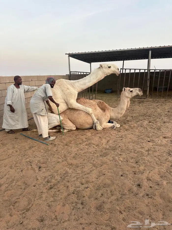 صاهودية منتج 0