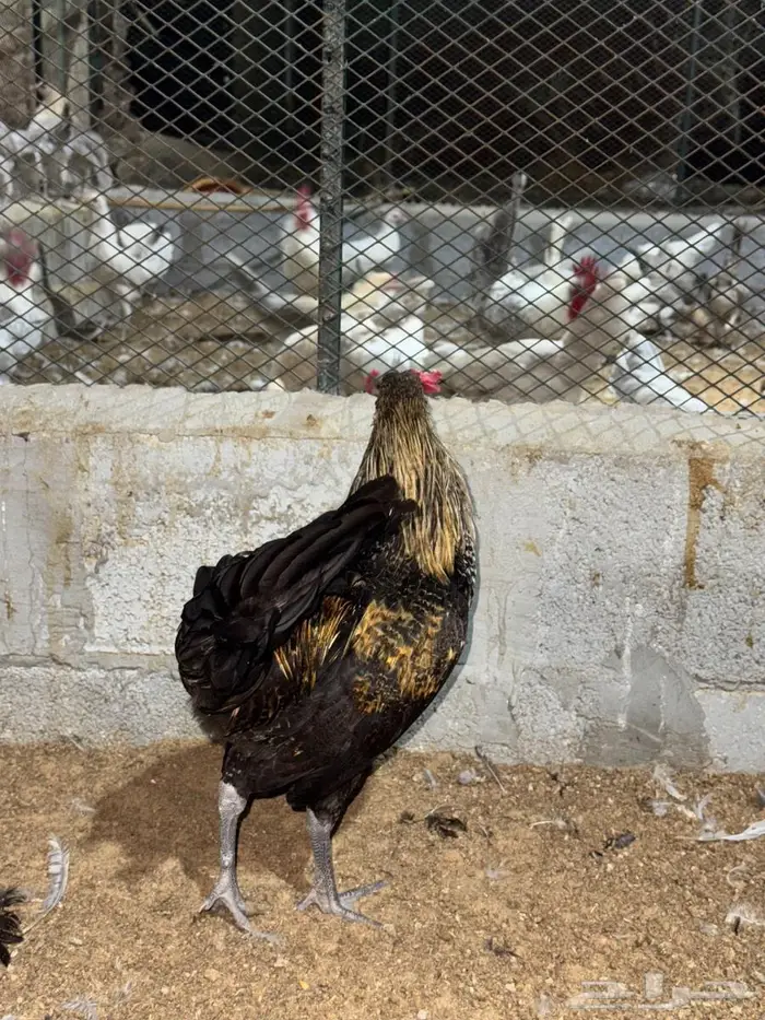 دياكة مشكلة للبيع 5