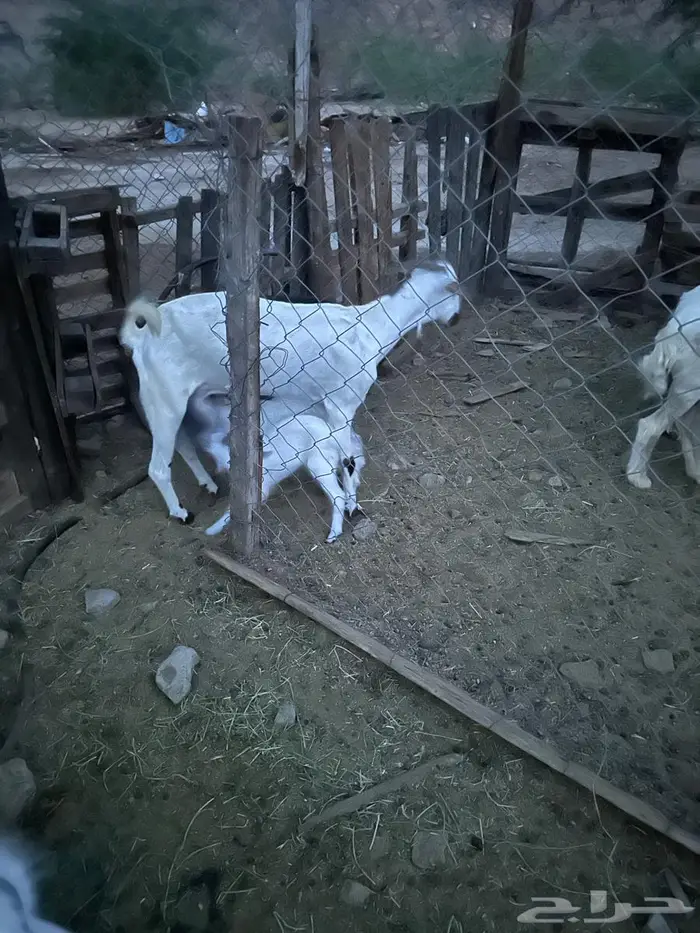 عنز بيشيه صنف تحتها اثنين 5