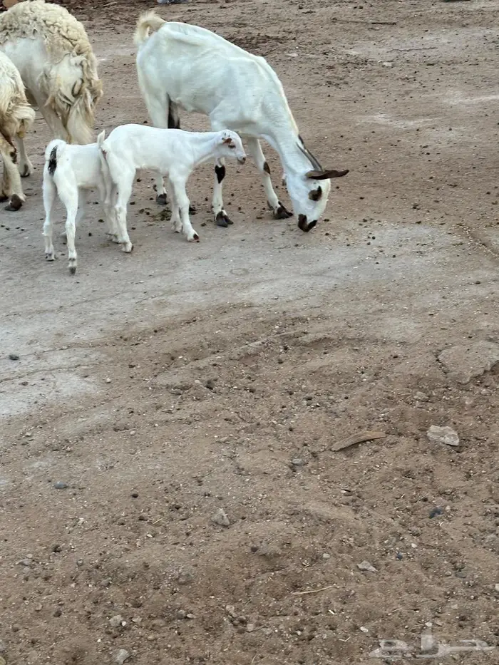 عنز بيشيه صنف تحتها اثنين 0