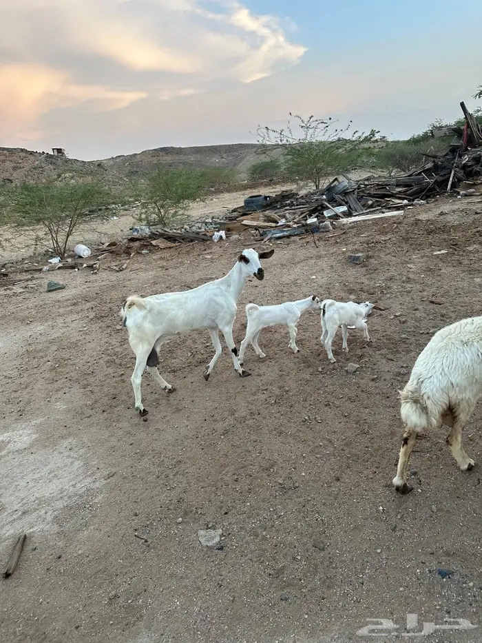 عنز بيشيه صنف تحتها اثنين 7