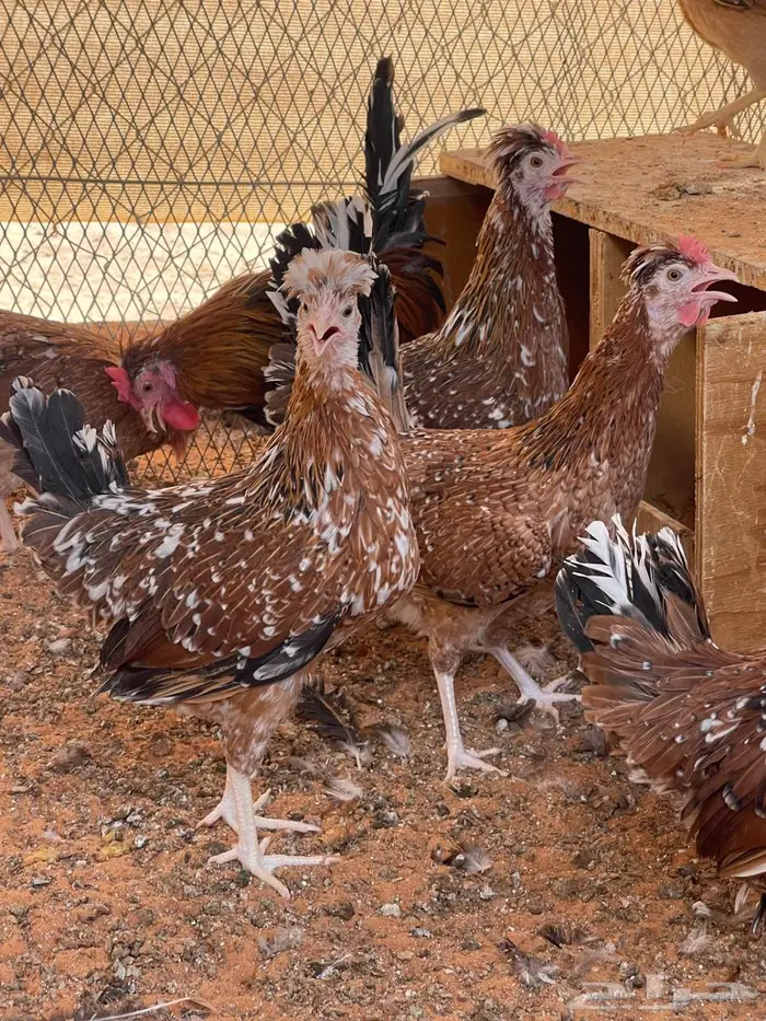 دجاج عربي مكنتوش 0