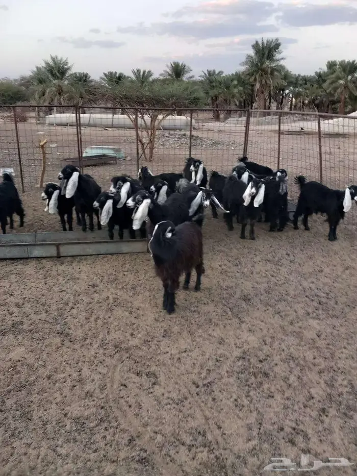 جفرات العدد20 تم البيع الله يباركله 4