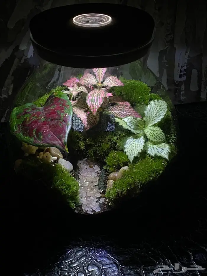 تيراريوم نباتات طبيعية بالكامل داخل زجاج ديكور أنيق هدية 0