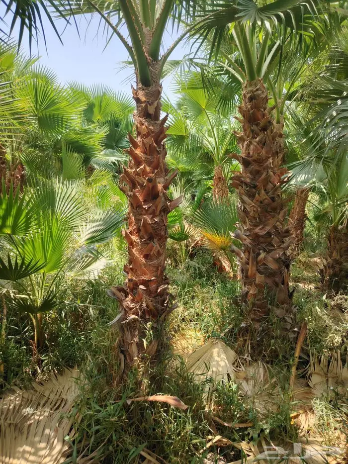 قص أشجار تكريب نخيل 7