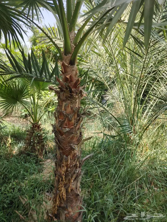 قص أشجار تكريب نخيل 8