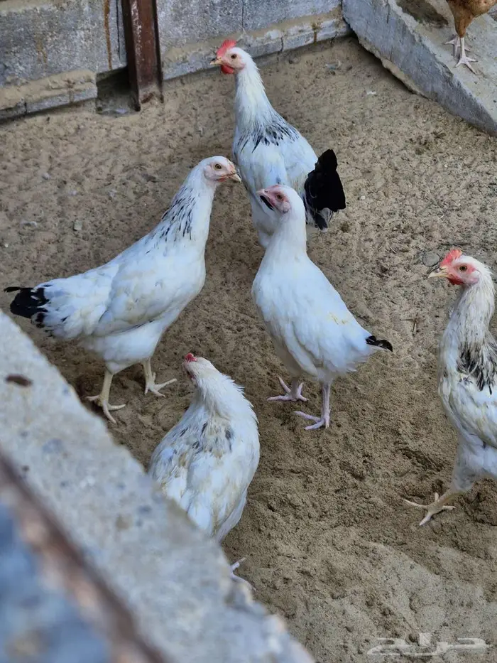 دجاج بلدي سوق الغنم بالدمام 6