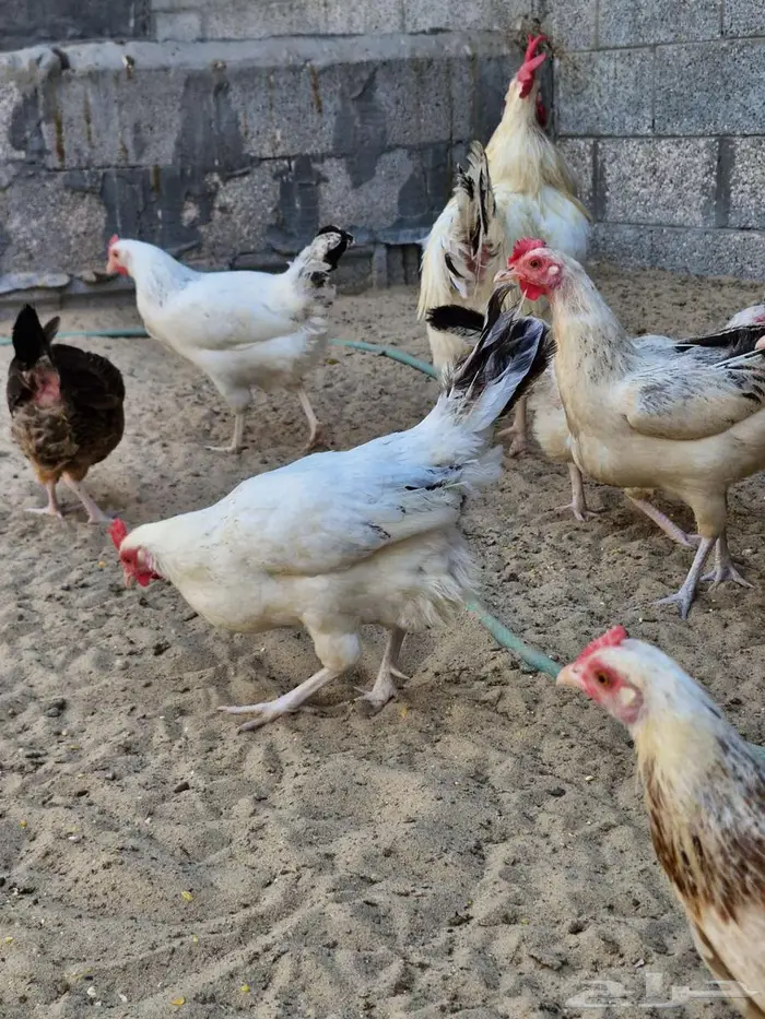دجاج بلدي سوق الغنم بالدمام 2