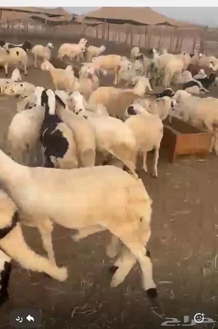 ذبايح سواكني مرابي فل تحطيم اسعار 0