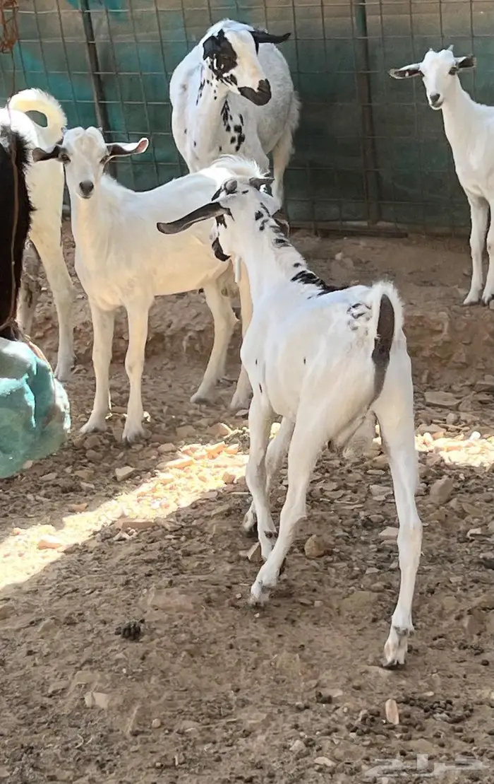 اثنين تيوس بيشيه ذبايح 0