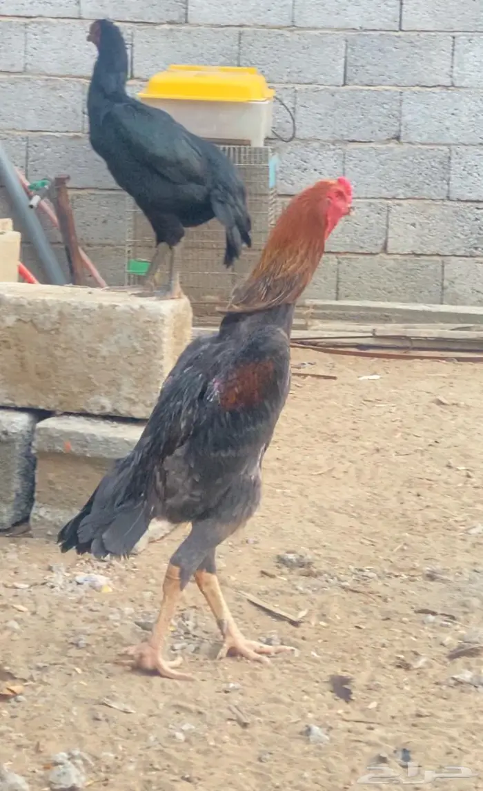 شامو الماني 2