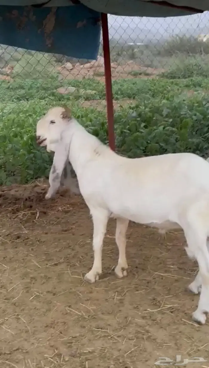 تيس صنف الصنف 0